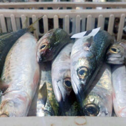 Caballa entera en bloque