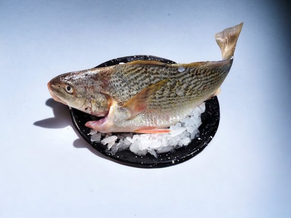 Corvina eviscerada - Imagen 6