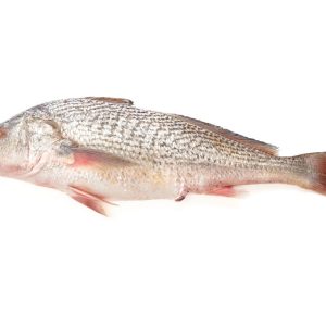 Corvina eviscerada