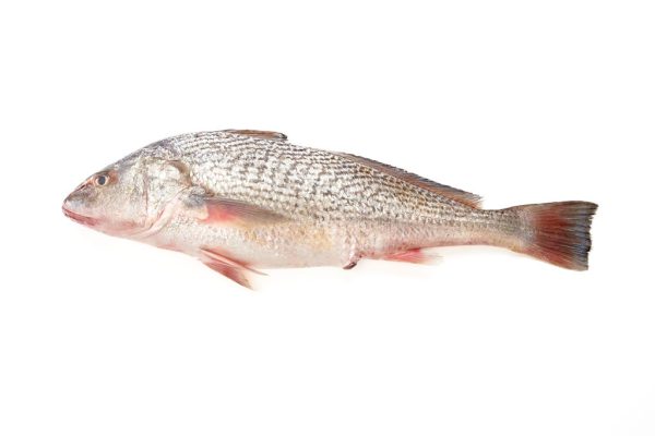 Corvina eviscerada