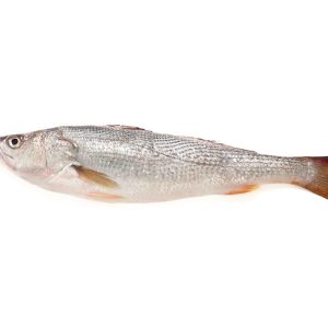 Pescadilla eviscerada