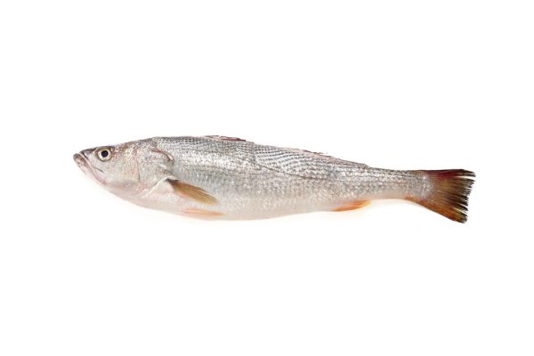 Pescadilla eviscerada