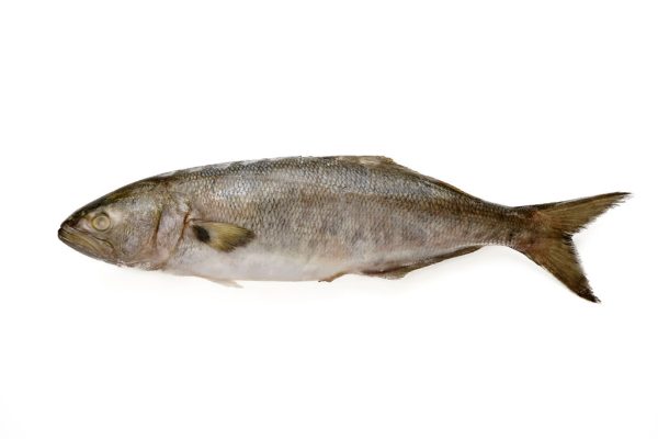 Anchoa de banco eviscerada