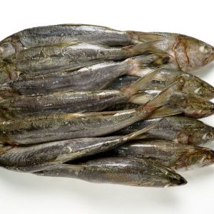 Anchoa de banco en bloque