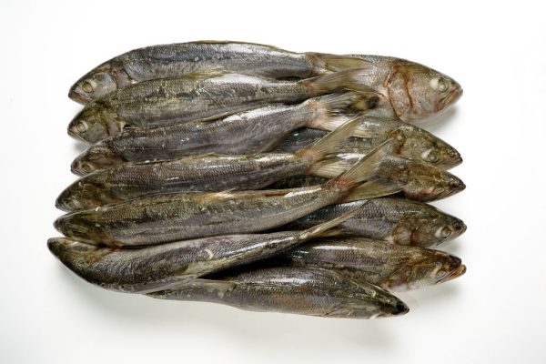 Anchoa de banco en bloque