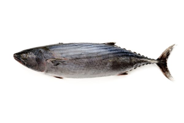 Bonito Entero en Bloque