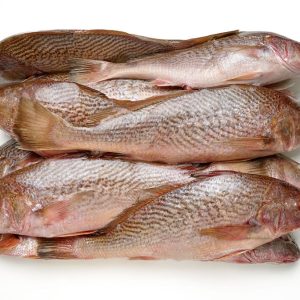 Corvina entera en bloque