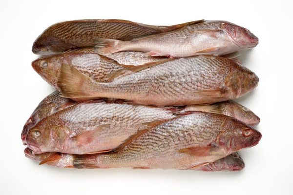 Corvina entera en bloque