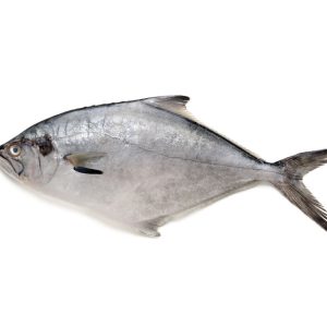 Palometa entera en bloque