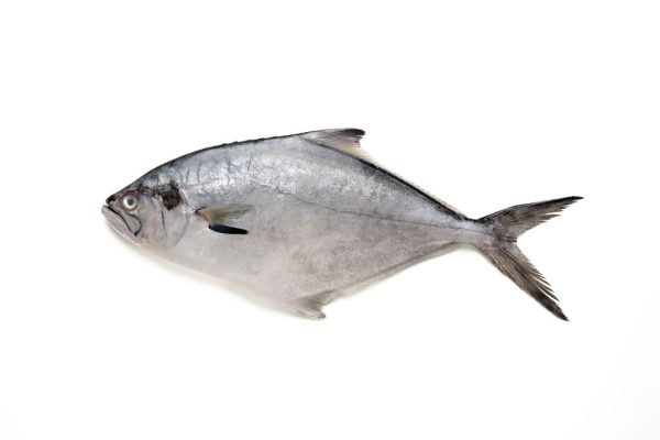 Palometa entera en bloque