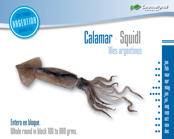 Calamar entero en bloque - Imagen 2